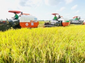 Image: Rice yield of winter-spring crop 2021-2022 to reach 71.91 quintals per ha, highest over two decades