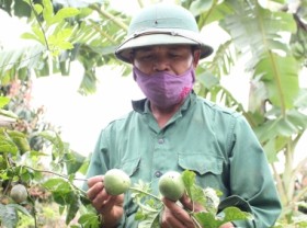 Image: Son La fruit trees - ‘The production link is a mess’