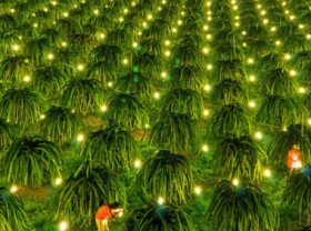 Image: There should be a 'revolution' on organizing production of dragon fruit