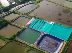 Image: Three-stage closed-loop shrimp farming reduces risks