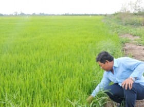 Image: To make a fortune from rice, one must grasp the technology advances
