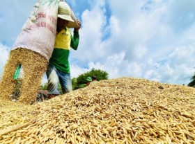 Image: Winter-spring rice in Mekong Delta brings in ‘shrinking’ profits!