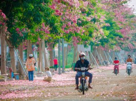 Image: These pink trumpet flowers give a Mekong Delta road an annual makeover