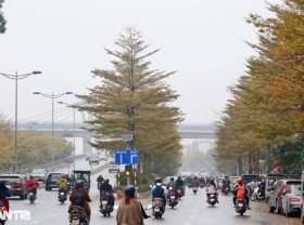 Image: Amazingly beautiful, the rows of small yellow-leaved eagle trees on the streets of Hanoi