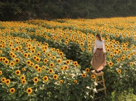 Image: Da Lat is at the top of the most beautiful flower viewing spots in the world
