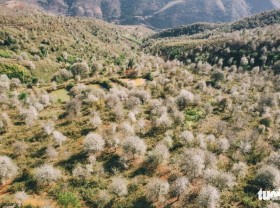 Image: Docynia indica flowers transform northern Vietnam into white paradise
