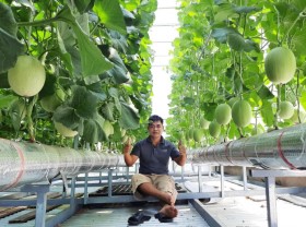 Image: Harvest 3 quintals of melons from the garden on the corrugated iron roof