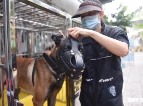 Image: How this dog-bite victim became an expert canine trainer in Vietnam
