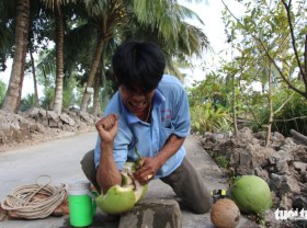 Image: Man admired for superb coconut climbing skills in Vietnam’s Kien Giang Province