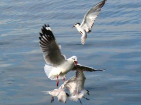 Image: Photos: Seagull hunting season in Vietnam’s Mekong Delta