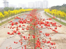 Image: Rice flowers and maple trees bloom in Hanoi