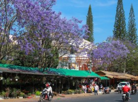 Image: Spots to see purple phoenixes in Da Lat