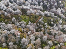 Image: The white Camellia flower bloom in the Son La forest