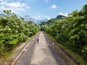 Image: The white flowers bloom in the forests of western Quang Tri