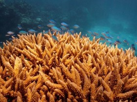 Image: Ocean warming threatens more frequent bleaching of Great Barrier Reef -report