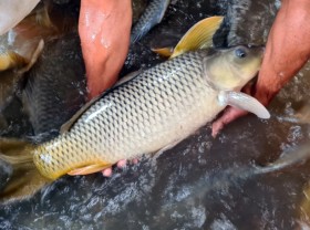 Image: Becoming a billionaire in the West thanks to raising crispy carp