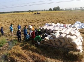 Image: Dong Thap to expand area under high-quality rice