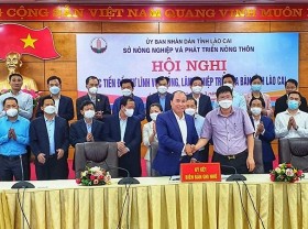 Image: Lao Cai committed to accompanying investors in agricultural sector