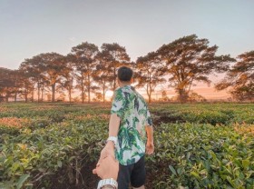 Image: Discover the famous Bau Can tea hill with hundreds of years of ancient tea flavor of Gia Lai