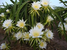 Image: Dishes bloom with nutrition thanks to flowers