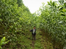 Image: Acacia trees need to be planned alongside large timber plantation