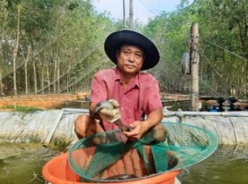 Image: Conquering the ‘water ginseng’