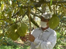 Image: Durian Kingdom' in the main harvest season