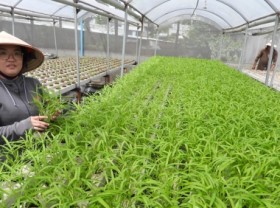 Image: Farm Thermal’s story of improving vegetable growing technology