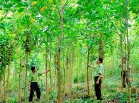 Image: Insurance policy needed for large timber plantations