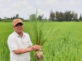 Image: Mr. Gioi's 15 million profit convinced farmers of organic farming