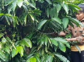 Image: Pilot the establishment of 5 areas of standard and large-scale agro-forestry raw materials
