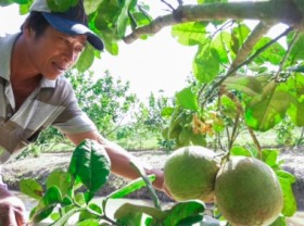 Image: Positive change in the mindset to do ‘green agriculture’