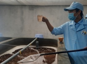 Image: Quang Ninh successfully develops cold-water shrimps