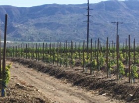 Image: Right cultivation means less chemical input abuse