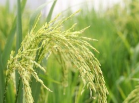Image: The 50-year journey of preserving the largest rice seed bank in the Mekong Delta