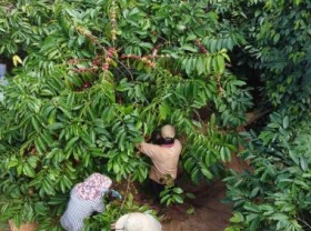 Image: The coffee landscape model and its wonderful benefits