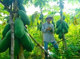 Image: Youth charmed by green agriculture: Amateur's dream of organic farm