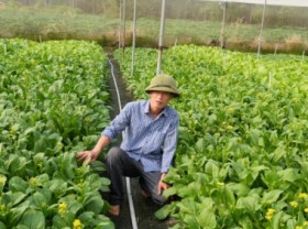 Image: Youth charmed by green agriculture: vegetable career from nothing