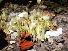 Image: On holiday, come back to Cuc Phuong to check in butterfly season