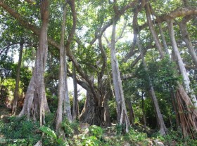 Image: Over 800 years old banyan tree on Son Tra peninsula