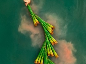 Image: Photo of Long An grass harvesting wins international contest