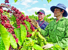 Image: Significant opportunities brewing for Vietnamese coffee this year