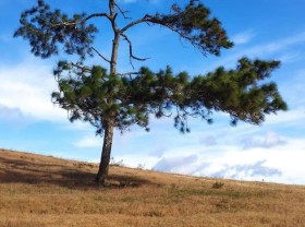 Image: Go to Masara Lam Dong grass hill to enjoy the picturesque ‘sunset dance’ 