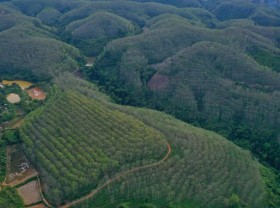 Image: Harvesting rubber latex in the Northwest