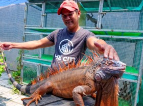 Image: Raising South American dragons, earning hundreds of millions per year￼