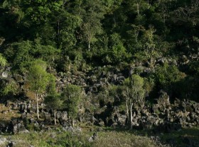 Image: Shan Tuyet tea complex is recognized as a heritage site