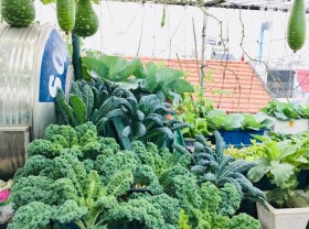 Image: Terrace farmers race to grow ‘old cabbage’ vegetables