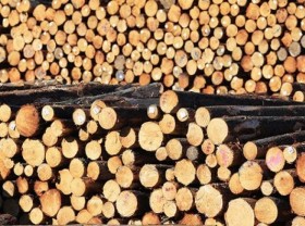 Image: China to cut paper and wood tariffs from New Zealand from April 7