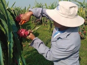 Image: Vietnam wants to increase dragon fruit export to Australia, New Zealand