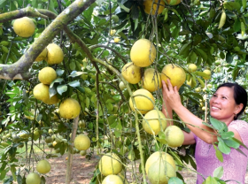 Image: Vietnamese pomelo headed for US supermarket shelves